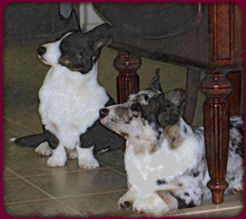 Cardigan Welsh Corgi males